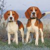 Beagles Puppies Paint by numbers
