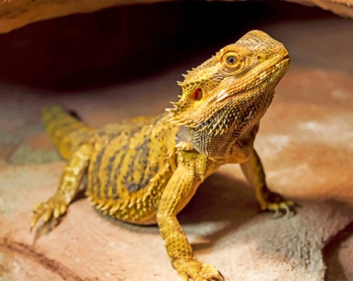 Bearded Dragon - Paint By Number - Num Paint Kit