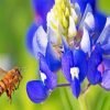 Bee Hovering Near Bluebonnet Paint by numbers