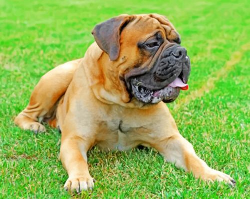 Bull Mastiff Paint by numbers