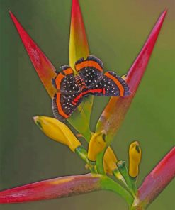 Butterfly And Bird Of Paradise Flower Paint by numbers