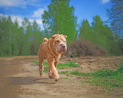 Chinese Shar Pei paint by numbers