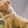 Shar Pei Dog Paint by numbers