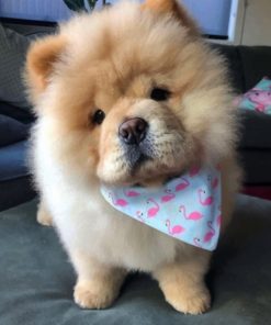 Chow Chow Puppy Paint by numbers