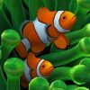 Clownfishes Paint by numbers