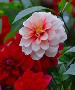 Dahlia Plant Paint by numbers