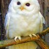 Baby Snowy Owl paint by numbers
