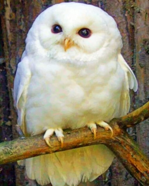 Baby Snowy Owl paint by numbers