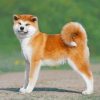 Akita Puppy Paint by number