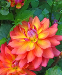 Dahlia Firepot Paint by numbers