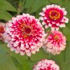 Dragon Zinnias Paint by numbers