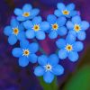Forget Me Not Paint by numbers