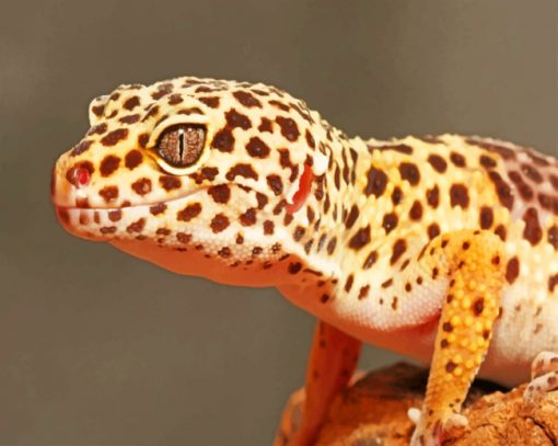 Leopard Gecko paint by numbers
