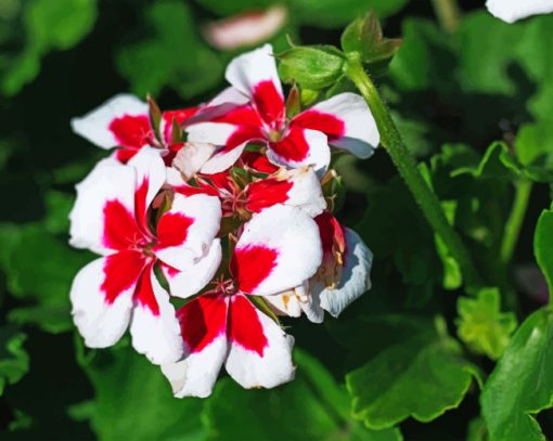 Geraniums Paint by numbers