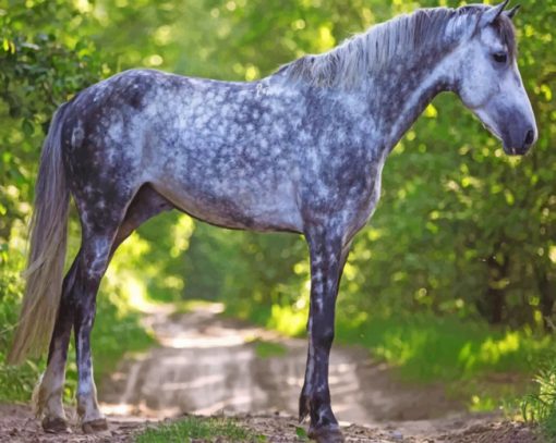 Grey Horse Animal Paint by numbers