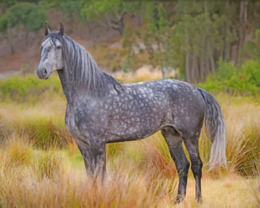 Grey Horse Paint by numbers