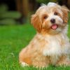 Havanese Dog paint by numbers
