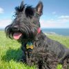 Iconic Scottish Terrier paint by numbers
