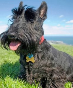Iconic Scottish Terrier paint by numbers