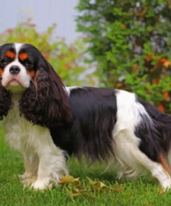 King Charles Spaniel paint by numbers