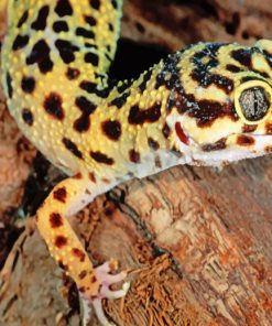 Leopard Gecko paint by numbers