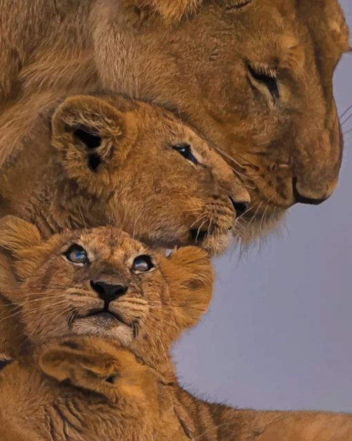 Lion Family Paint by numbers