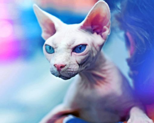 Mad Sphynx Cat Paint by numbers