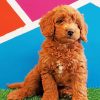 Mini Golden Doodle Paint by numbers