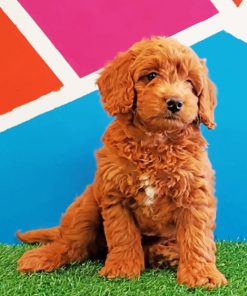 Mini Golden Doodle Paint by numbers