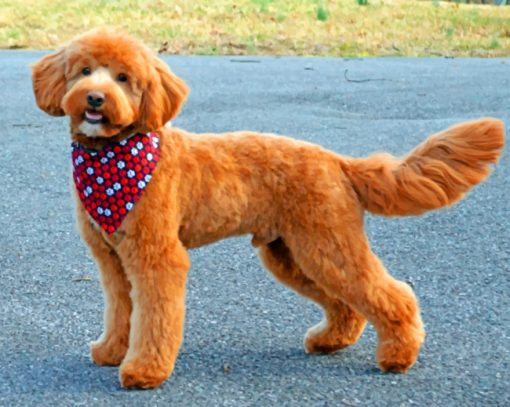 Brown Golden Doodle paint by numbers