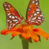 Orange Monarch Butterfly Paint by numbers