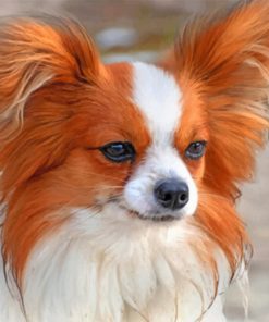 White And Brown Papillon paint by numbers