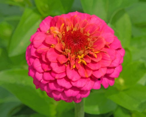 Pink Zinnia paint by numbers