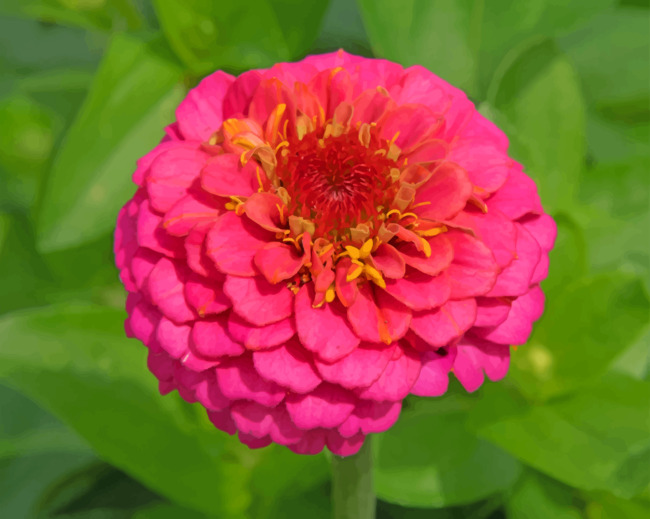 Pink Zinnia paint by numbers