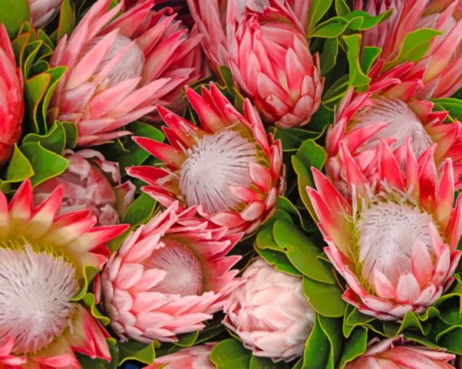 Pretty Protea Flowers Paint by numbers