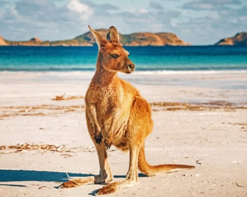 Kangaroo In An Australian Beach paint by numbers