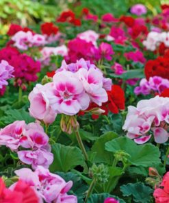 Red And Pink Geraniums paint by numbers