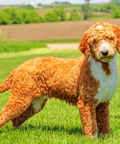 Golden Doodle Puppy paint by numbers