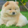 White Chow Chow - Paint by numbers