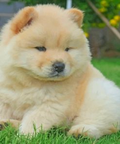 White Chow Chow - Paint by numbers