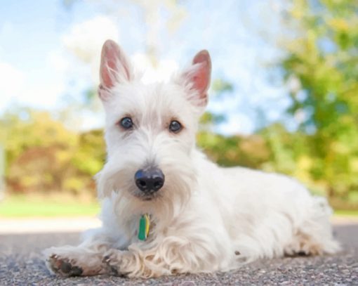 White Scottish Terrier Paint by numbers
