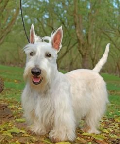 White Scottish Terrier paint by numbers