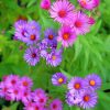 Wild Flowers Aster England Paint by numbers