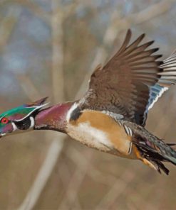Wood Duck Paint by numbers