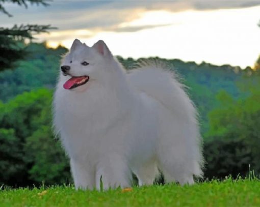 American Eskimo Dog Paint by numbers