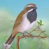 Throated Sparrow Paint by numbers