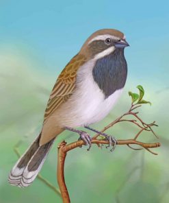 Throated Sparrow Paint by numbers
