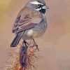 Black Throated Sparrow Piant by numbers