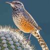 Cactus Wren Piant by numbers