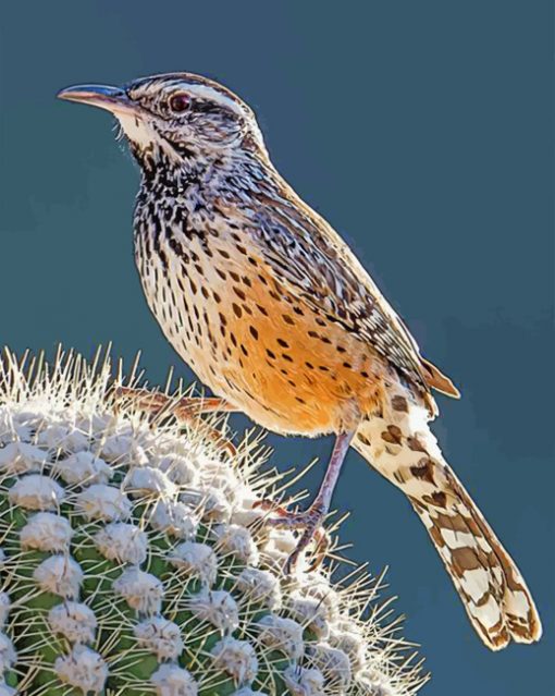 Cactus Wren Piant by numbers